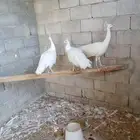 طاووس ابيض