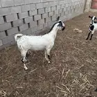 غنم ماعز بيشي