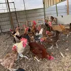 ديوك بلدي