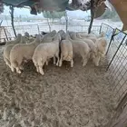 طليان حري فاخر لبيع