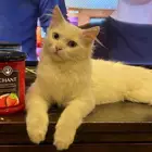 looking for my missing cat al wasayif  abha