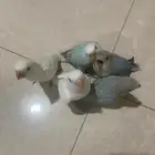 طيور روز نهايه غر