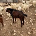 عدد 2 تيوس فحول للبيع