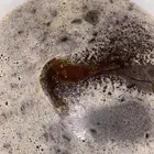 عسل مراعي