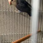 روز