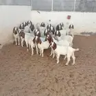( تم البيع ) جفار وتيوس بورقوت فواخر