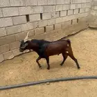تيس مشروط