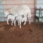 حريات حرش للبيع صنف ( تم البيع )