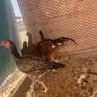 دجاج باكستاني