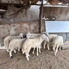 خرفان حريات