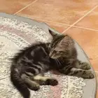 قطة شيرازي صغيرة للتبني