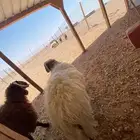 خرفان كناور جذعان فاخره