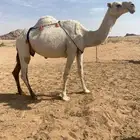 للبيع النياق وحده عشرا وحده لقحه