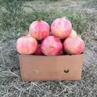 رمان الباحه