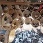 حمام حوالي 240