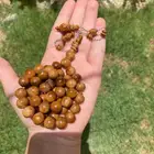 تم البيع