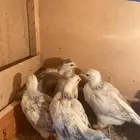 صيصان دجاج فرنسي
