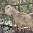 خروف صنف معرف