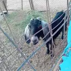 عنز