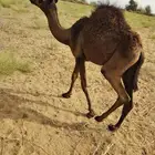 قعود للبيع