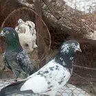 ماشاءالله تبارك الله نعرض على أنظاركم جوز تيدي سلارا