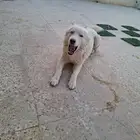 هاسكي