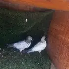 حمام باكستاني