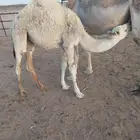 حشوان عدد ثلاثه فل شحم الموقع خيبر الجنوب