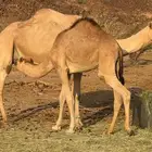 قعود عل لبن امه