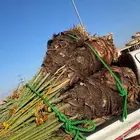 خلاص القصيم مثمر