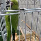 ببغاء الدره اليف