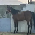 فرس شعبيه لقاح و معها مهر السلامه شرط