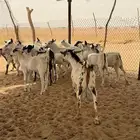 تيوس بلدي
