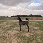 مهره واهو