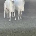 خرفان ورخال وادي بن هشبل   صاحب الحلال