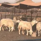 غنم حريه خلفات ومفاصيل للبيع غنم مراح