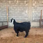 عنز حليب عارضية طيبة
