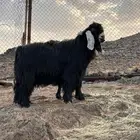 فحل عارضي صنف