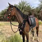 فرس شعبيه طيبه