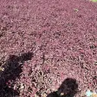 شتلات وأشجار جملة فقط