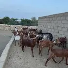 مراح معزا دهم