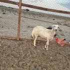 حرية حايل تم البيع