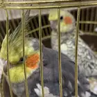 طيور. كراون