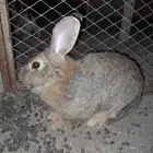 ارانب بابيون العملاق