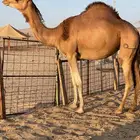 للبيع بكره حايل