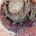 نحل بلدي محايلي