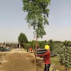 مشتل زراعي لبيع الاشجار والشتلات بالجملة