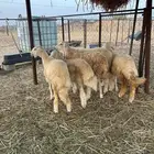 رخال