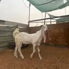 تيوس مشاريع صنف مطورة