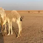 البيع القعود عمره 7 شهور ونص